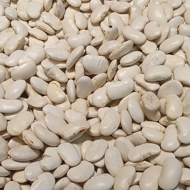 Dried white kidney beans, Phaseolus vulgaris