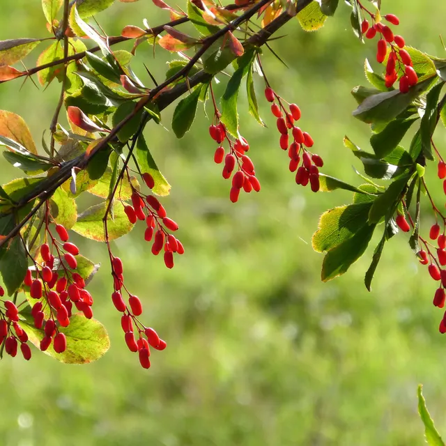 Barberry (Berberis vulgaris) red berries on the branch