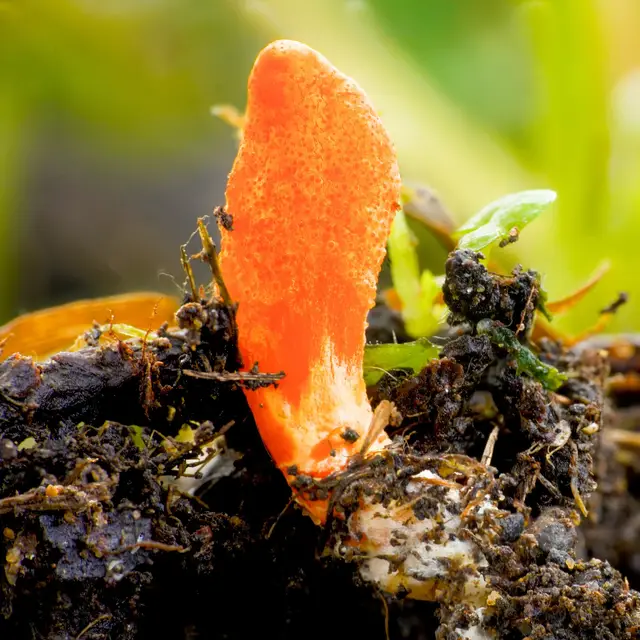 Cordyceps militaris, an orange club fungus, growing from the ground
