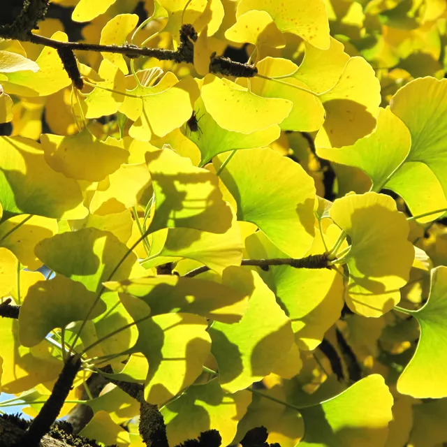 Ginkgo biloba fan-shaped leaves on a sunlit branch