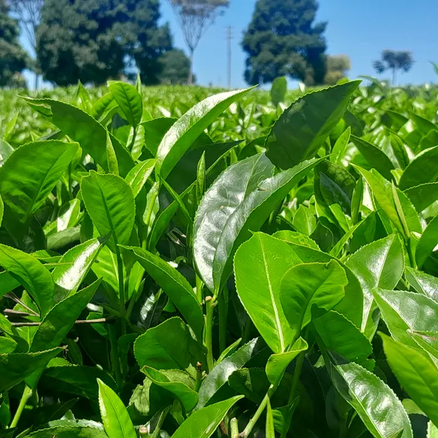 Green tea leaves, Camellia sinensis