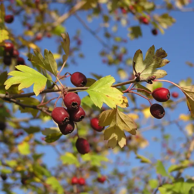 Hawthorn (Crataegus) red berries and lobed leaves on a branch against a blue sky