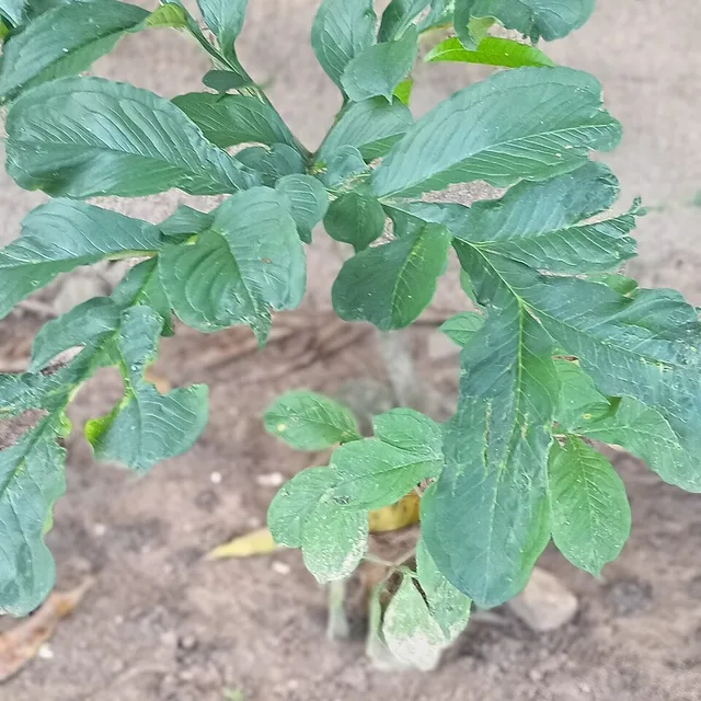 Konjac plant (Amorphophallus konjac) leaves