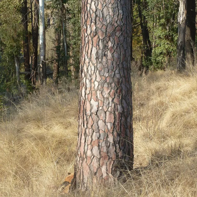 Maritime pine (Pinus pinaster) trunk showing thick plated bark