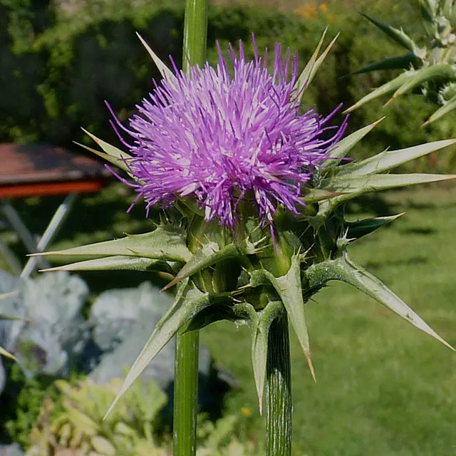 Milk thistle (Silybum marianum) purple flower head