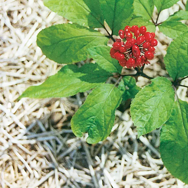 Panax ginseng plant with a cluster of red berries