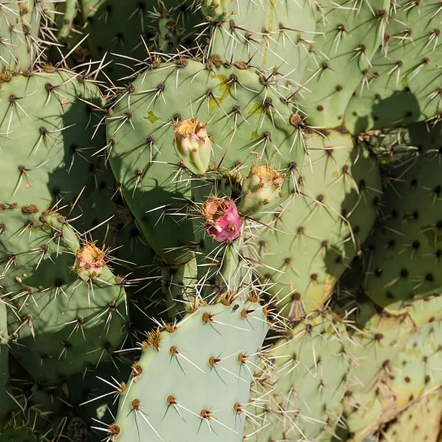 Prickly pear cactus (Opuntia ficus-indica) with fruit