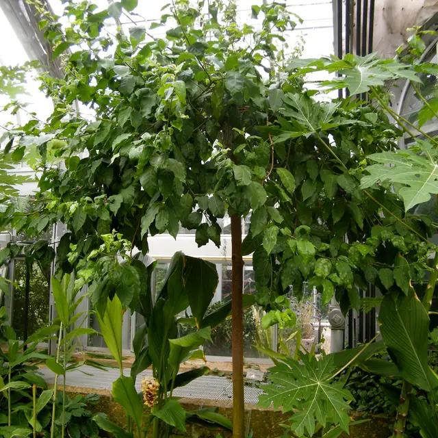 African cherry (Prunus africana), the tree whose bark yields pygeum extract