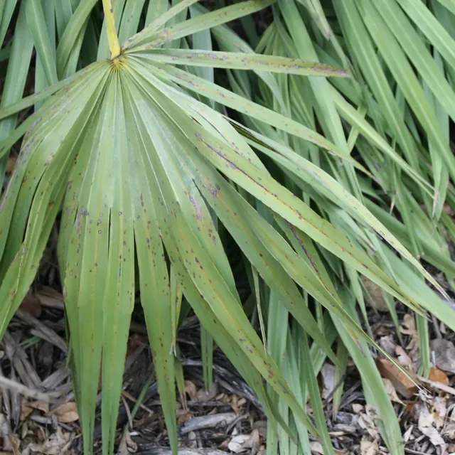 Saw palmetto (Serenoa repens) with ripe berries