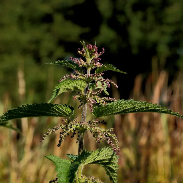 Stinging nettle (Urtica dioica) leaves