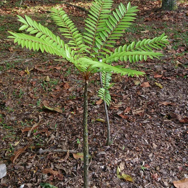 Tongkat Ali (Eurycoma longifolia) young plant growing in leaf litter