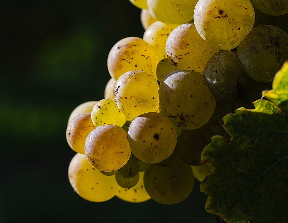 Grapes on the vine, Vitis vinifera, the source of the grape seed extract in Flow Care PRO